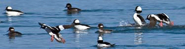 ducks
